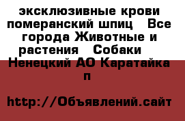 эксклюзивные крови-померанский шпиц - Все города Животные и растения » Собаки   . Ненецкий АО,Каратайка п.